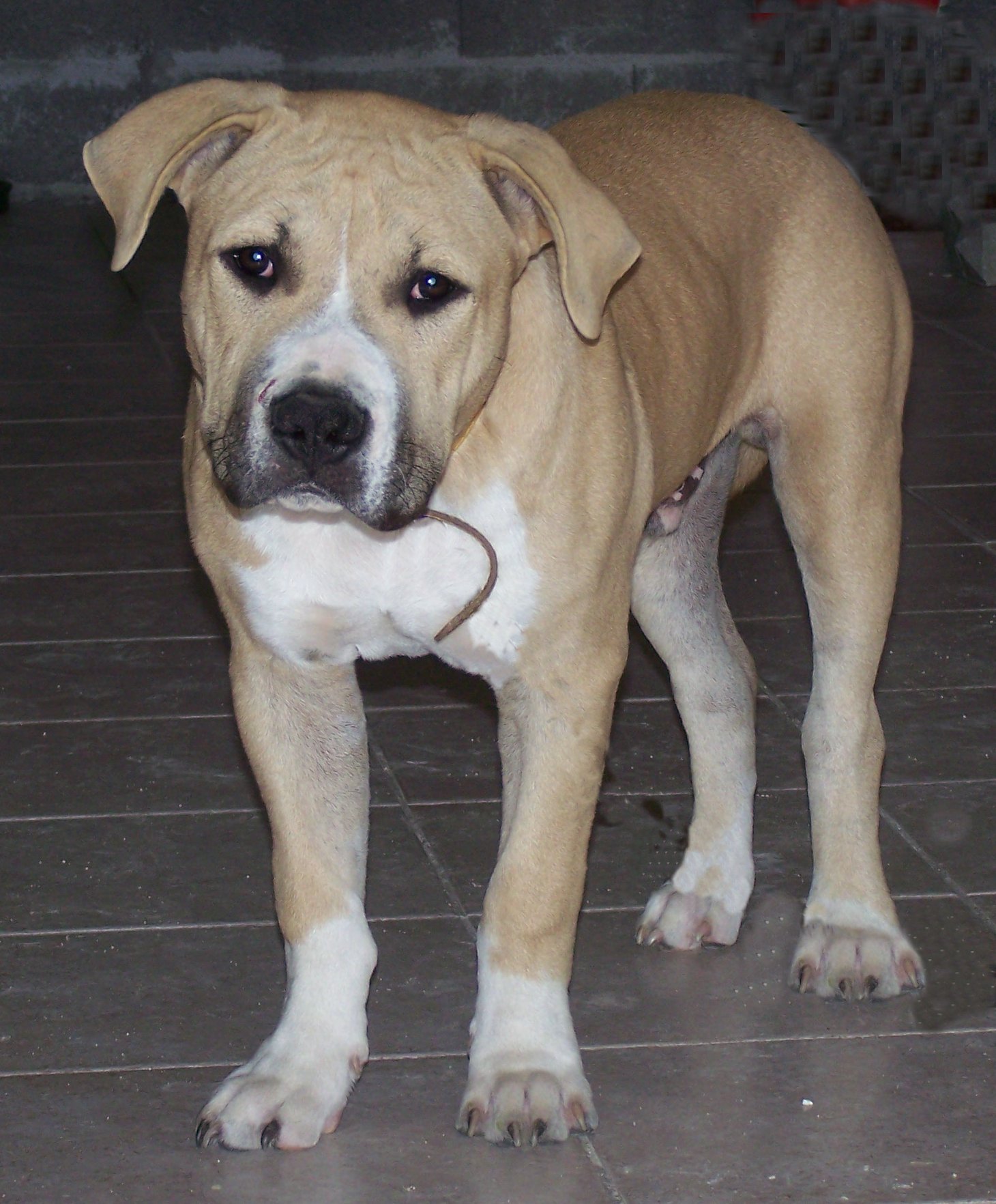 gros loulou de bach et bali